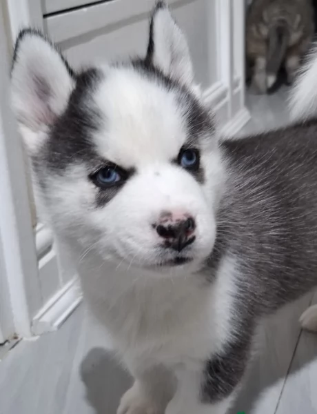 Meravigliosi cuccioli di SIBERIAN HUSKY per ladozione | Foto 0