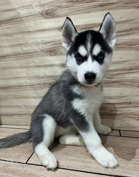 Meravigliosi cuccioli di SIBERIAN HUSKY per ladozione | Foto 0