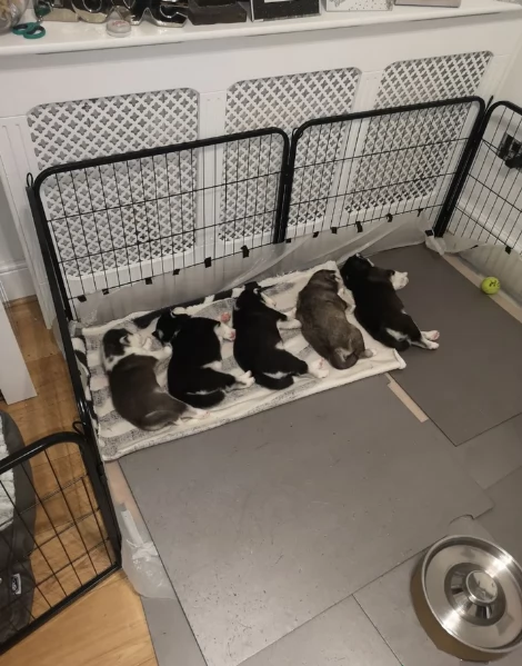 Meravigliosi cuccioli di SIBERIAN HUSKY per ladozione | Foto 5