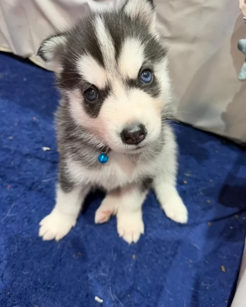 Meravigliosi cuccioli di SIBERIAN HUSKY per ladozione