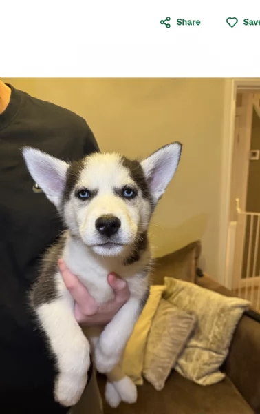 Meravigliosi cuccioli di SIBERIAN HUSKY per ladozione | Foto 5