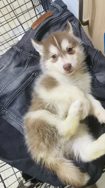 Meravigliosi cuccioli di SIBERIAN HUSKY per ladozione | Foto 4