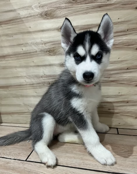 Meravigliosi cuccioli di SIBERIAN HUSKY per ladozione | Foto 5