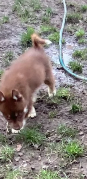 spettacolar cucciolo di husky per adozione