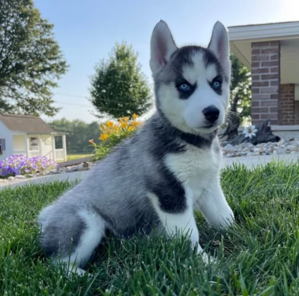 spettacolar cucciolo di husky per adozione