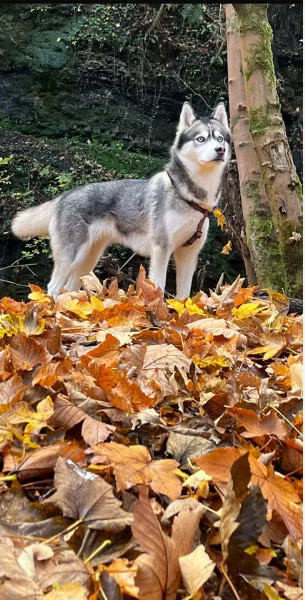 spettacolar cucciolo di husky per adozione | Foto 0