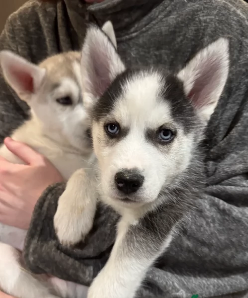 spettacolar cucciolo di husky per adozione | Foto 0