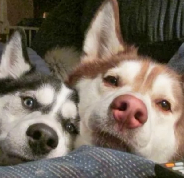 spettacolar cucciolo di husky per adozione | Foto 5