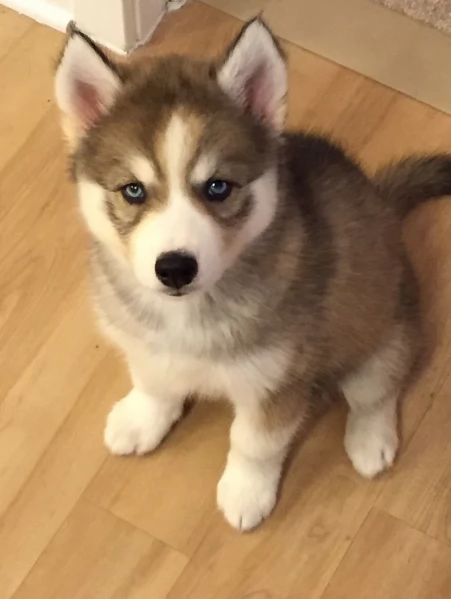 spettacolar cucciolo di husky per adozione | Foto 4