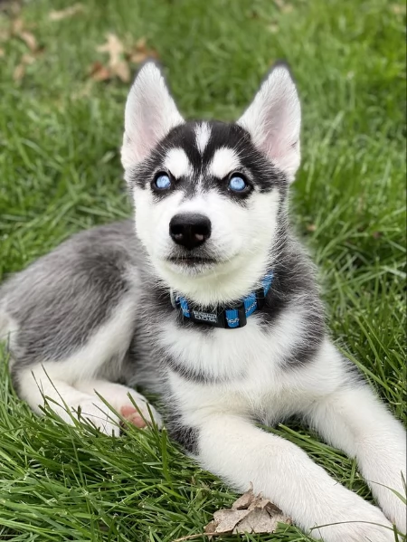 spettacolar cucciolo di husky per adozione | Foto 1