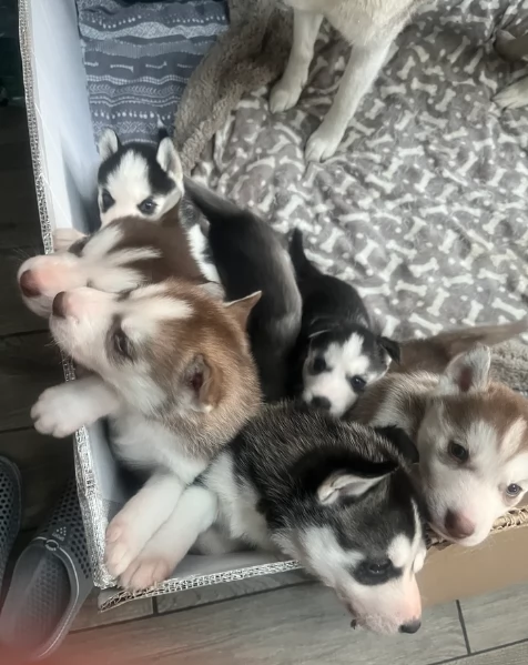 spettacolar cucciolo di husky per adozione | Foto 4