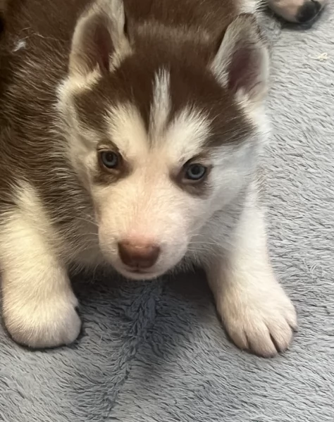 spettacolar cucciolo di husky per adozione | Foto 1