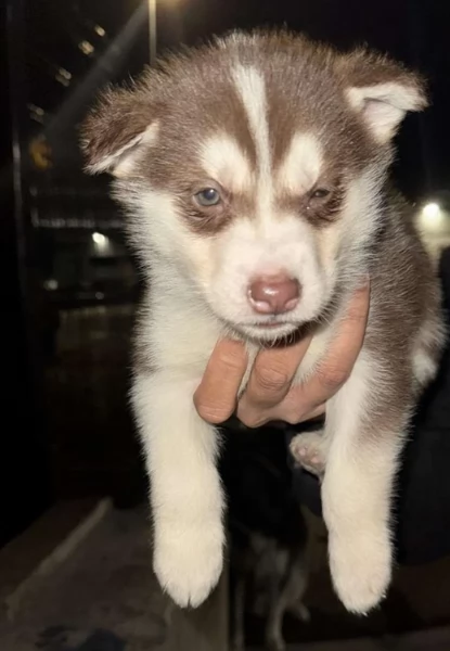 spettacolar cucciolo di husky per adozione | Foto 4