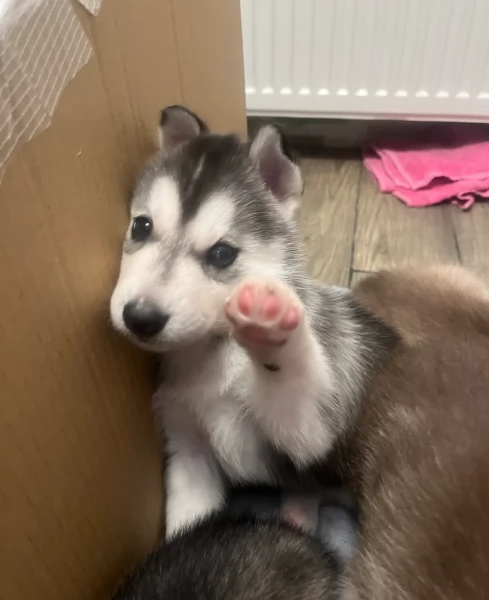 spettacolar cucciolo di husky per adozione | Foto 4