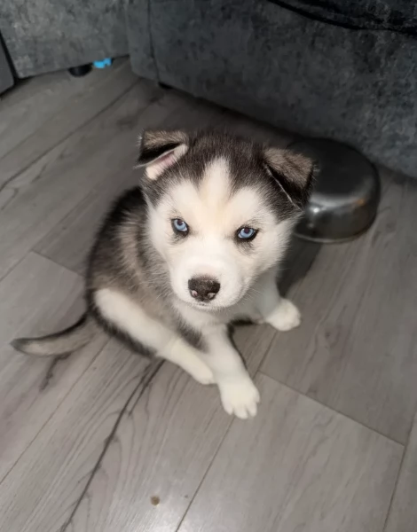 spettacolar cucciolo di husky per adozione | Foto 3