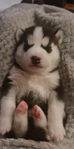 spettacolar cucciolo di husky per adozione | Foto 1