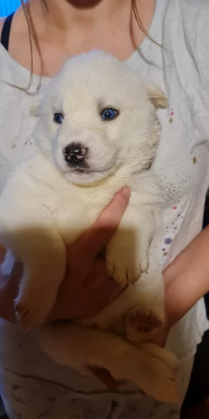 spettacolar cucciolo di husky per adozione | Foto 0