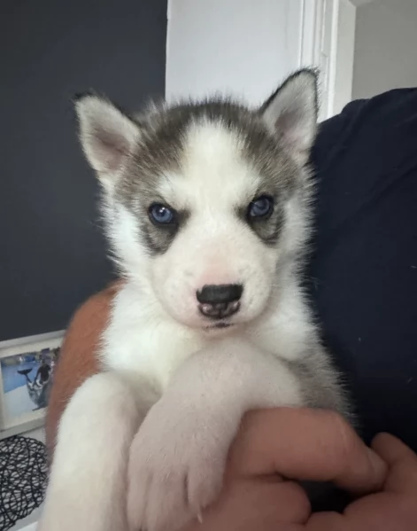 spettacolar cucciolo di husky per adozione | Foto 5