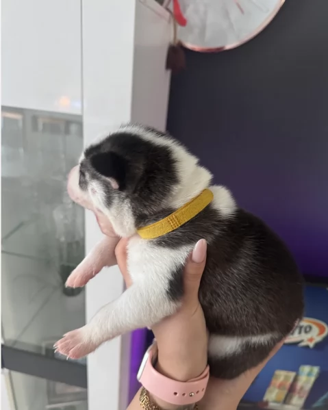 spettacolar cucciolo di husky per adozione | Foto 3