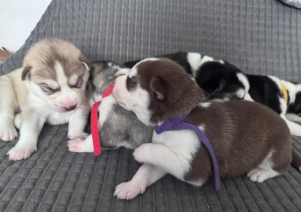 spettacolar cucciolo di husky per adozione | Foto 0