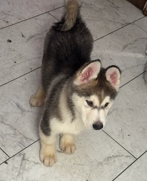 spettacolar cucciolo di husky per adozione