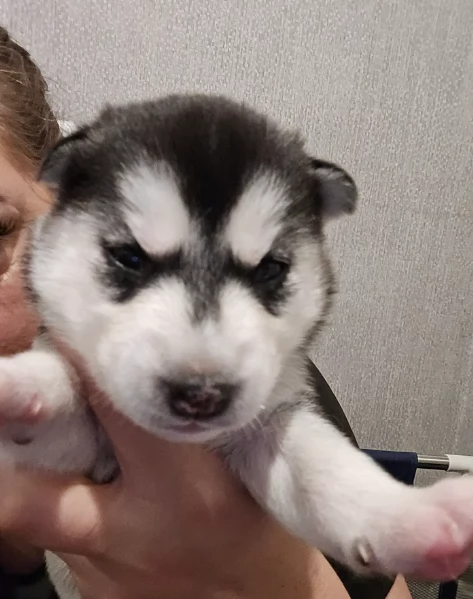 spettacolar cucciolo di husky per adozione | Foto 4