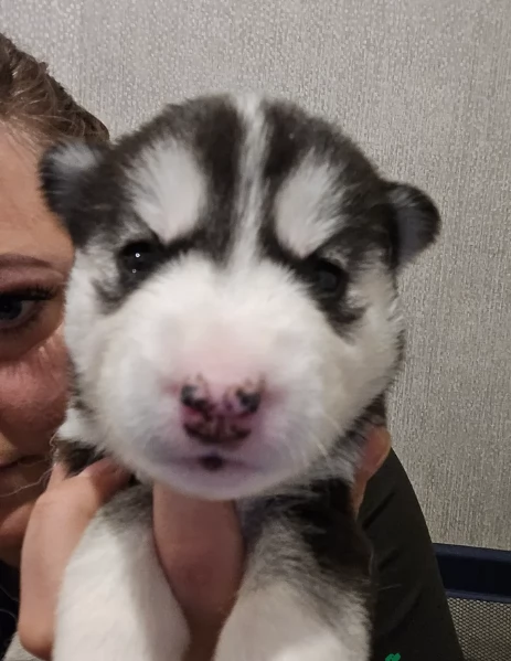 spettacolar cucciolo di husky per adozione | Foto 3