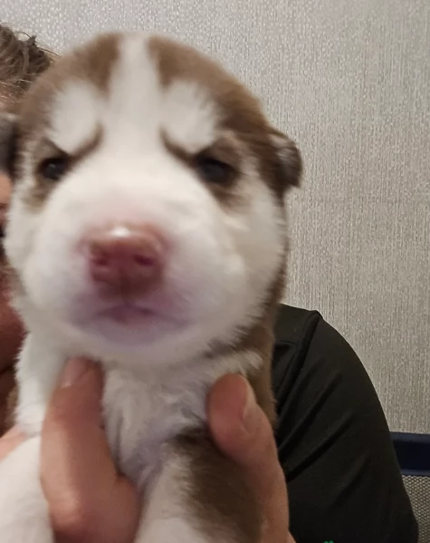 spettacolar cucciolo di husky per adozione | Foto 2