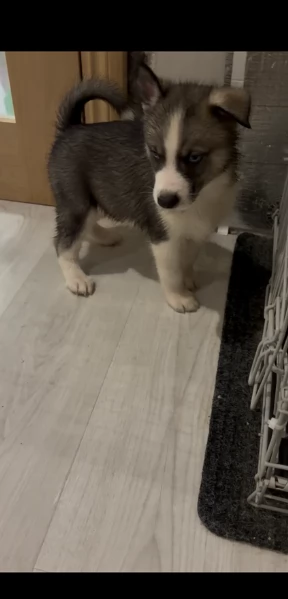 spettacolar cucciolo di husky per adozione | Foto 4