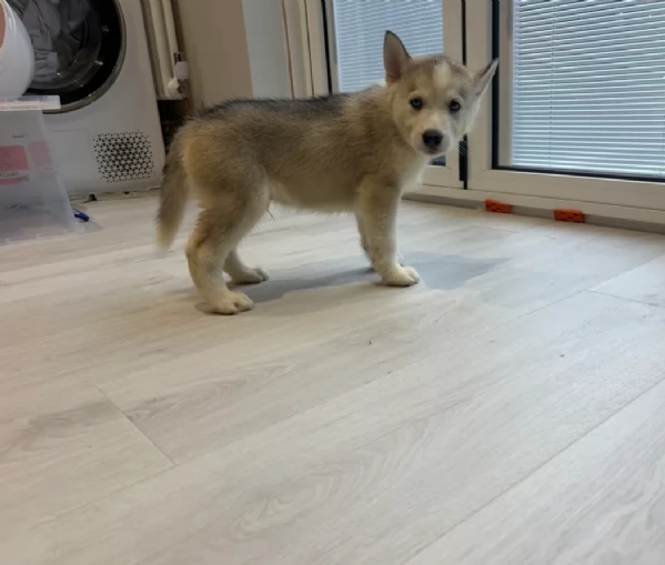 spettacolar cucciolo di husky per adozione | Foto 3