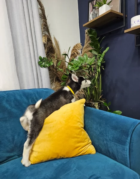 spettacolar cucciolo di husky per adozione | Foto 2