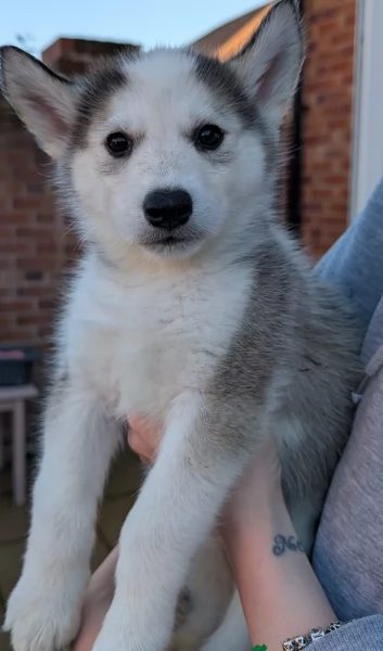 spettacolar cucciolo di husky per adozione