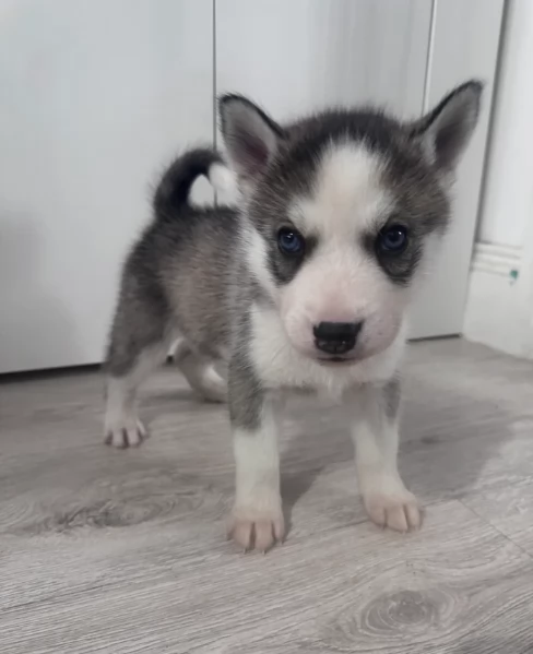spettacolar cucciolo di husky per adozione | Foto 4