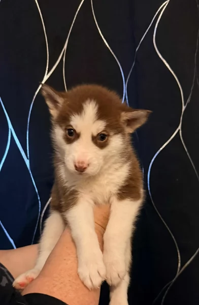 spettacolar cucciolo di husky per adozione | Foto 1
