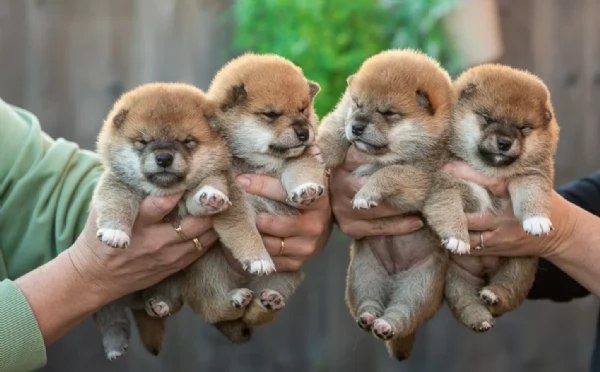 cuccioli di Shiba Inu per adozione