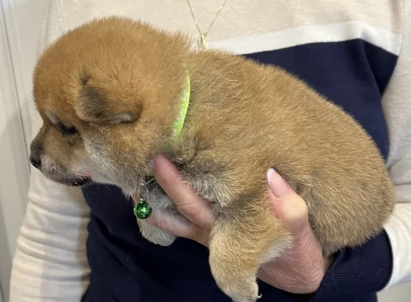 meraviglioso cuccioli di shiba Inu per adozione  | Foto 1