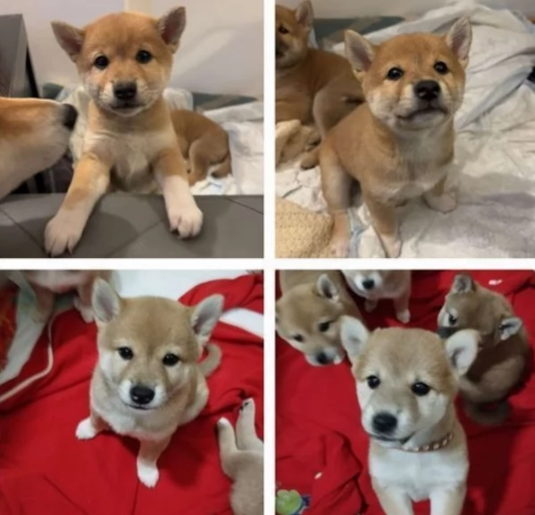 meraviglioso cuccioli di shiba Inu per adozione  | Foto 2