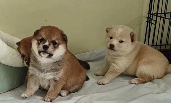 meraviglioso cuccioli di shiba Inu per adozione  | Foto 0