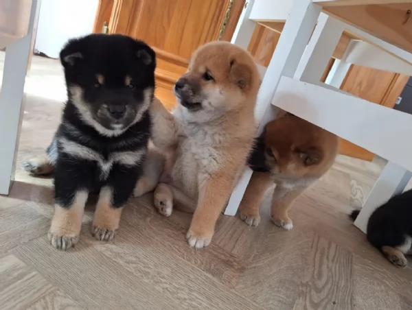 meraviglioso cuccioli di shiba Inu per adozione 