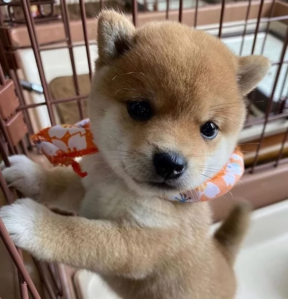 meraviglioso cuccioli di shiba Inu per adozione  | Foto 1
