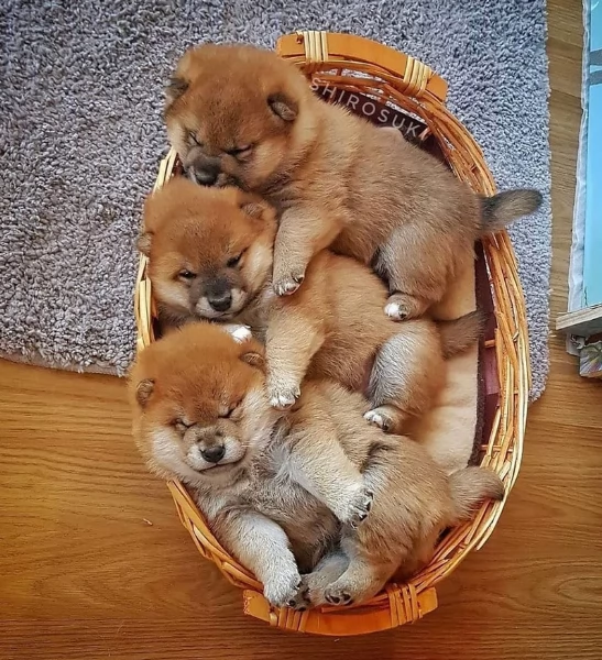 meraviglioso cuccioli di shiba Inu per adozione  | Foto 0