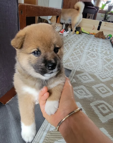 meraviglioso cuccioli di shiba Inu per adozione 