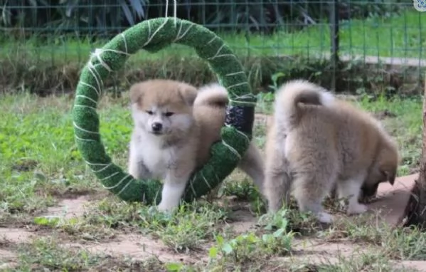 meraviglioso cuccioli di shiba Inu per adozione 