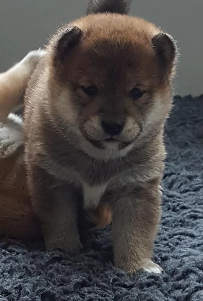 meraviglioso cuccioli di shiba Inu per adozione  | Foto 6
