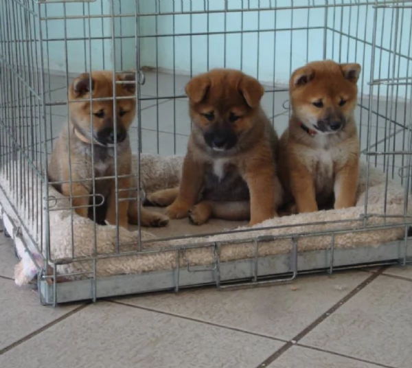 meraviglioso cuccioli di shiba Inu per adozione  | Foto 5
