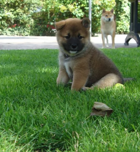 meraviglioso cuccioli di shiba Inu per adozione  | Foto 4