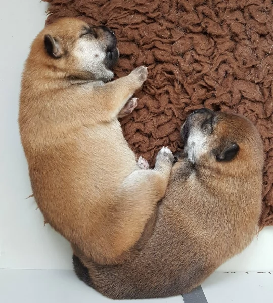 meraviglioso cuccioli di shiba Inu per adozione  | Foto 1