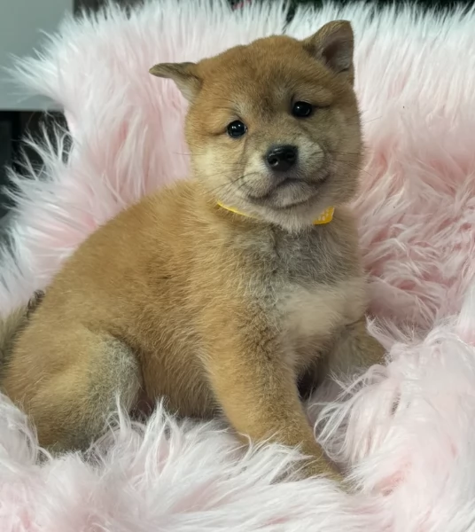 meraviglioso cuccioli di shiba Inu per adozione  | Foto 0