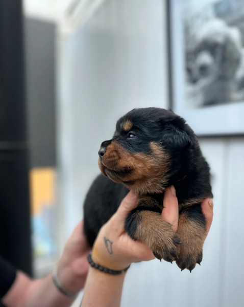 bellissimi e dolcissimi cuccioli rottweiler per ladozione | Foto 4