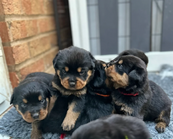 bellissimi e dolcissimi cuccioli rottweiler per ladozione